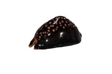 Buckel-Kauri: Cypraea mauritia mauritiana (80 mm) – Prachtig, Nieuw