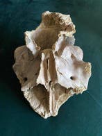 Elan irlandais - Crâne fossile - Megaloceros giganteus - 34