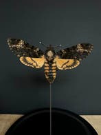 Papillon de nuit Support de corps entier pour taxidermie -