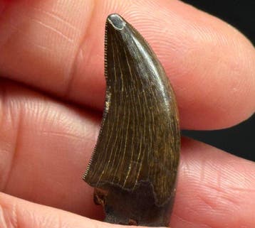 Tyrannosaurus fossil tooth (Nanotyrannus lancensis). - Dent