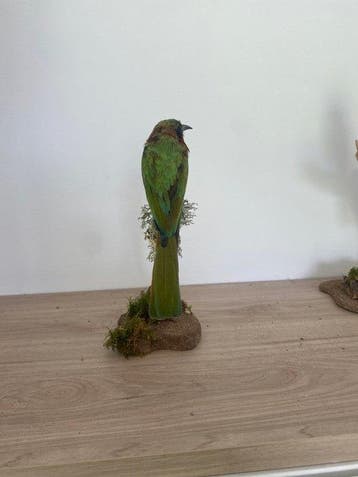 Bijeneter Taxidermie volledige montage - Merops bulocki - 23, Collections