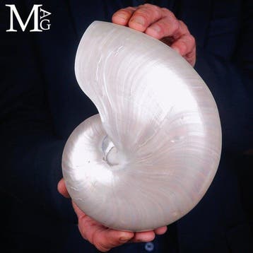 Nautilus Pompilius Extra - Gepolijste Parelmoeren Schelp -