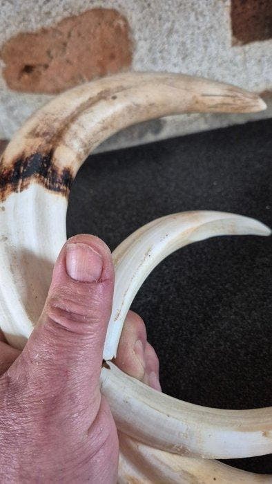 Wrattenzwijn Tand - Phacochoerus africanus - grandes, Antiek en Kunst, Curiosa en Brocante