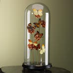 Vlinders in Stolp Taxidermie Opgezette Dieren By Max, Ophalen of Verzenden, Opgezet dier