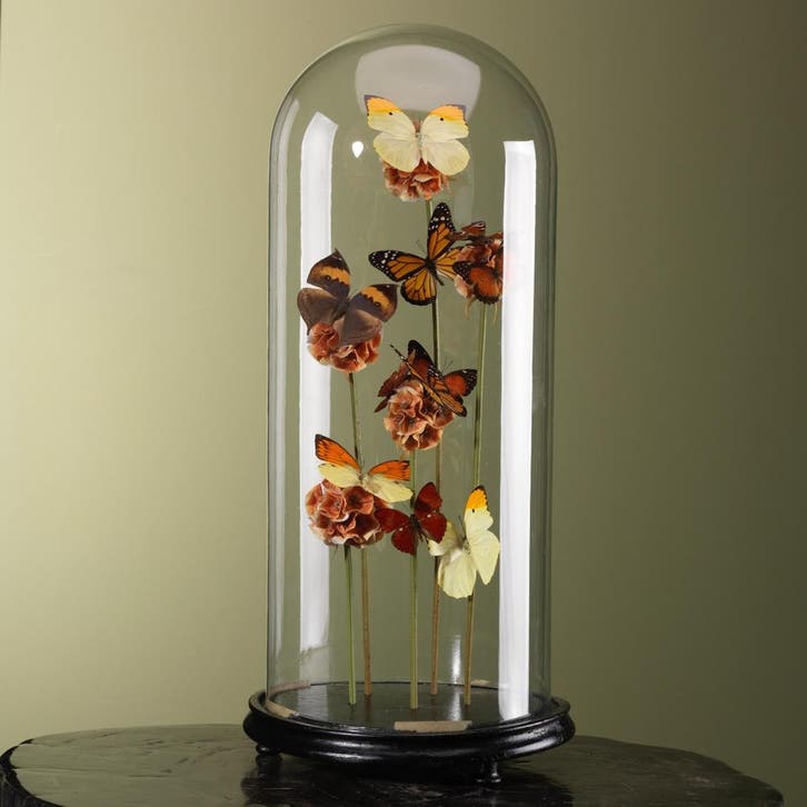 Vlinders in Stolp Taxidermie Opgezette Dieren By Max, Verzamelen, Dierenverzamelingen, Opgezet dier, Nieuw, Insect, Ophalen of Verzenden