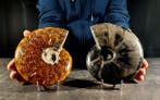 berispten - Gefossiliseerd dier - cleoniceras + cleoniceras