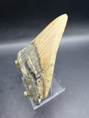 Megalodon - Fossiele tand - Carcharocles megalodon - 10.5 cm, Verzamelen, Mineralen en Fossielen