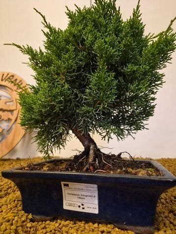 Jeneverbes bonsai (Juniperus) - Hoogte (boom): 29 cm -
