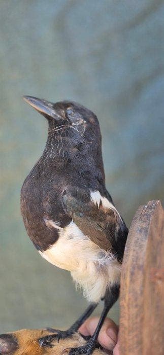Gaai - Boomduif - Tortelduif - Taxidermie wandmontage - Pica