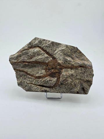 Zeester - Gefossiliseerd dier - 15 cm (Zonder minimumprijs), Verzamelen