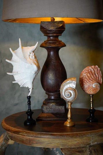 Prachtige set van twee spider conch-schelpen op op maat