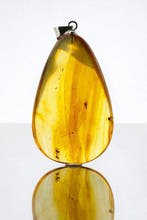 Meerdere-insecten Baltische amber hanger – vlieg- en