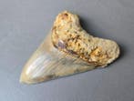 Megalodon - Fossiele tand - 114 mm - 90 mm