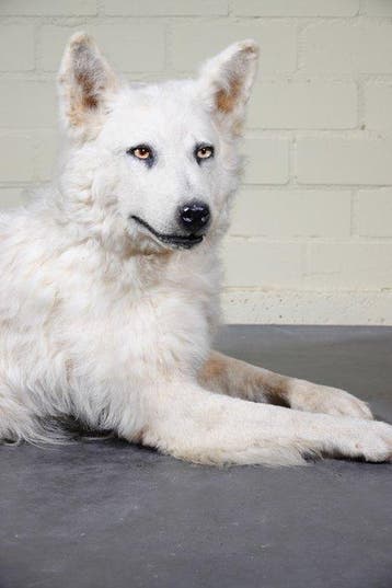 Domestic Dog fullmount Schedel - Canis l. familiaris - 54 cm, Nieuw