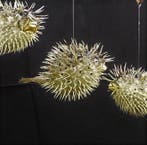 3 grote surrealistische doornige vissen Skelet - Diodontidae