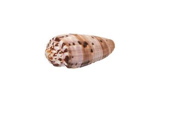 Conus circumcisus - Zeldzame Besneden Kegel - Uitzonderlijk, Collections