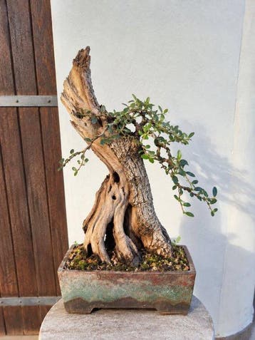 Olijf bonsai (Olea europaea) - Hoogte (boom): 57 cm - Diepte