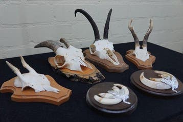 Miscellaneous Trophies - Schedel - non-CITES species - 0 cm, Verzamelen, Dierenverzamelingen, Nieuw
