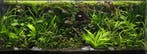 Jungle Aquascape plantenmix voor 75 cm aquarium, Verzenden