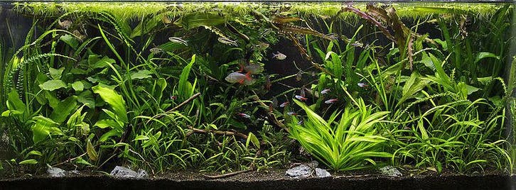 Jungle Aquascape plantenmix voor 75 cm aquarium, Dieren en Toebehoren, Vissen | Aquaria en Toebehoren, Nieuw, Verzenden