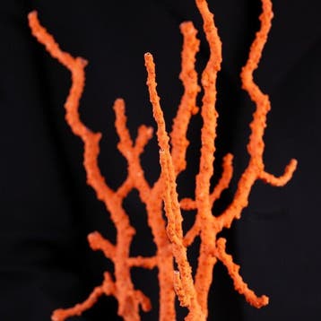 Corallium Rubrum - Extreem zeldzaam - Perfecte staat van, Nieuw