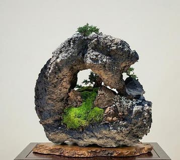Bonsai van Jeneverbes Kishu op steen - Hoogte (boom): 27 cm
