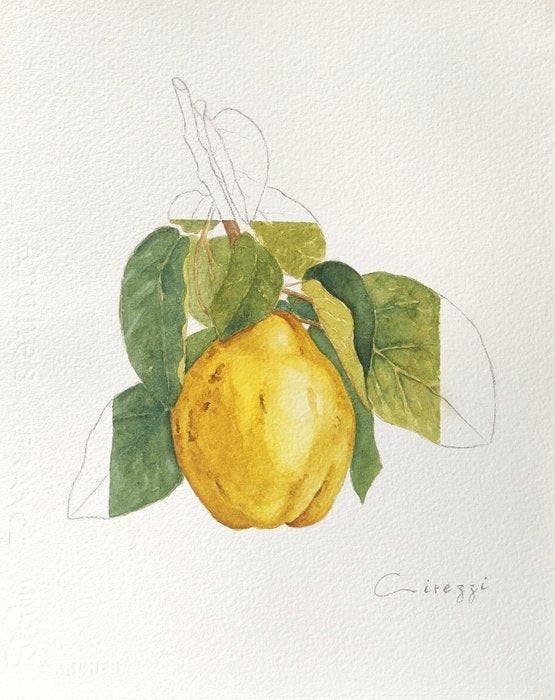 Cirezzi - Quince - Original Botanical Study, Antiek en Kunst, Kunst | Schilderijen | Modern