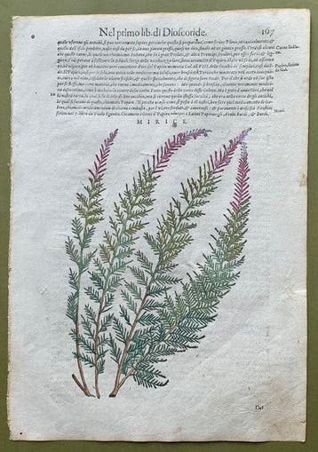 Discorsi di Andrea Mattioli su Dioscoride - 1604