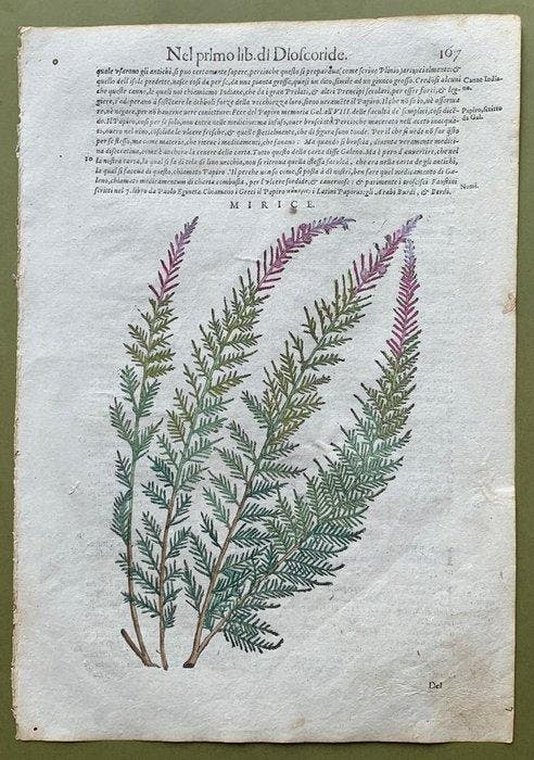 Discorsi di Andrea Mattioli su Dioscoride - 1604, Antiquités & Art, Antiquités | Livres & Manuscrits