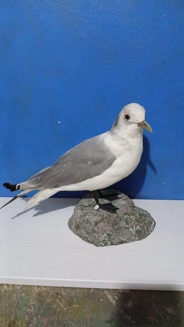 Drievingerige meeuw Taxidermie volledige montage - Rissa