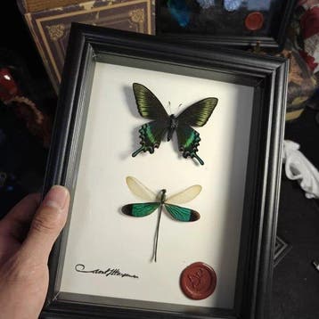 Vlinder- en libellenexemplaren Taxidermie replica montage -