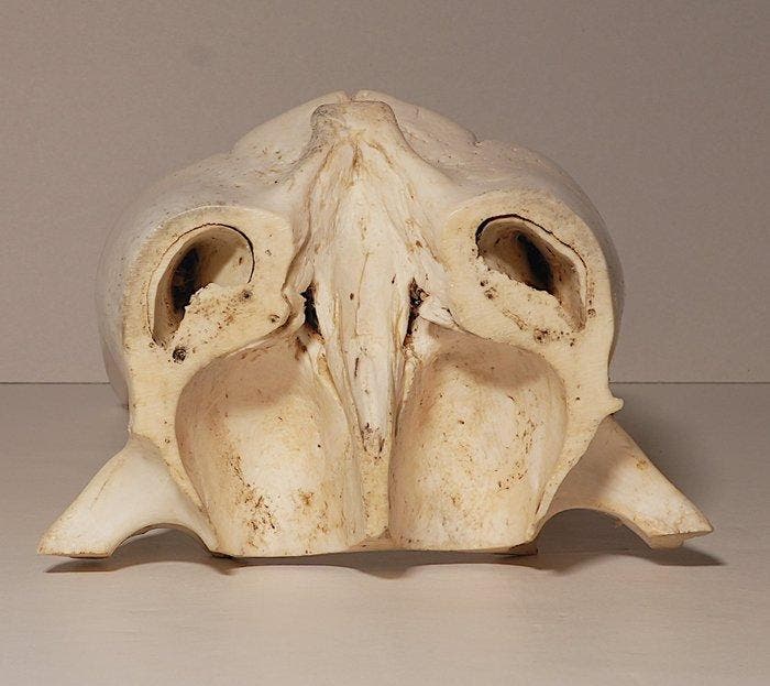 Walrus Taxidermie volledige montage - Odobenus rosmarus - 31, Collections, Collections Animaux