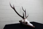 Sika Deer Schedel met gewei - Cervus nippon - 35 cm - 50 mm, Nieuw