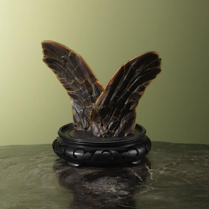 Flippers Zeeschildpad Taxidermie Opgezette Dieren By Max, Verzamelen, Dierenverzamelingen, Opgezet dier, Nieuw, Reptiel of Amfibie