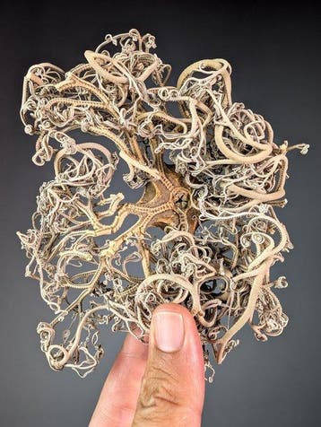 Mandsterren (Ophiuroidea) Taxidermie volledige montage -, Nieuw