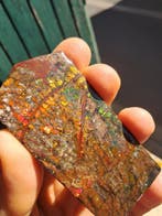 Ammoliet - Fossiel fragment - Placenticeras - 8.1 cm - 4.1
