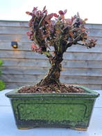 berberis bonsai in mooie bonsaischaal - Hoogte (boom): 14 cm