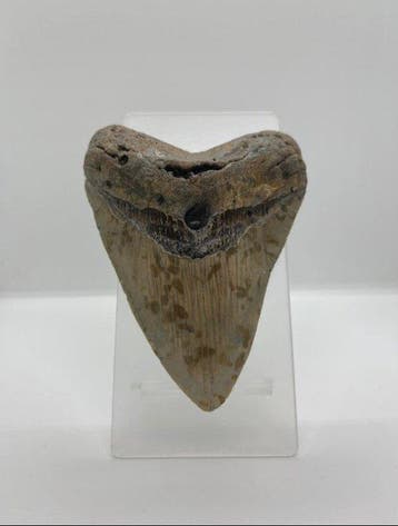 Mégalodon - Dent fossile - 13 cm - 9 cm, Verzamelen