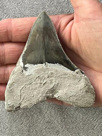 Megalodon-tand 9,6 cm - Fossiele tand - Carcharocles