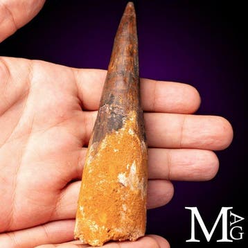 Spinosaurus Fossiel Tand – Krijtperiode-roofdier - Fossiele, Nieuw