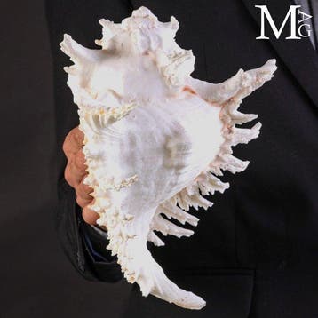 Spécimen de grande taille. XXL – Coque spéciale Coquillage, Collections