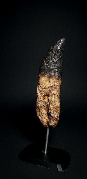 Fossiele tand - Replica Tyrannosaurus rex tooth 30cm
