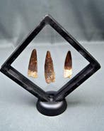 Collection de Spinosaurus en présentoir - Dent fossile -