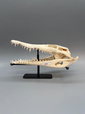 Nijlkrokodil Schedel - Crocodylus niloticus - 6 cm - 10 cm -, Nieuw