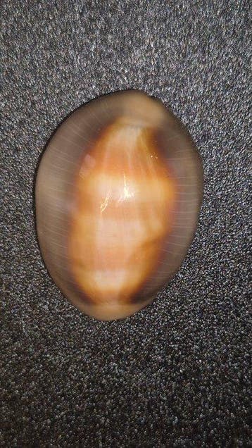 Conque Coquillage marin - Lyncina ventriculus ventriculus