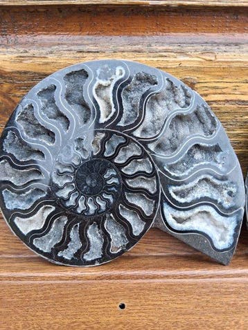 Ammoniet - Gefossiliseerd dier - 19 cm