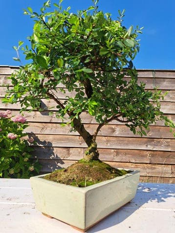 Chinese iep bonsai (Ulmus parviflora) - Hoogte (boom): 35 cm