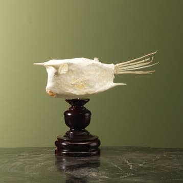 Koffervis Skelet Taxidermie Opgezette Dieren By Max, Ophalen of Verzenden, Opgezet dier