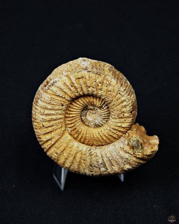 Ammoniet - Gefossiliseerde schelp - Amonite Choffatia