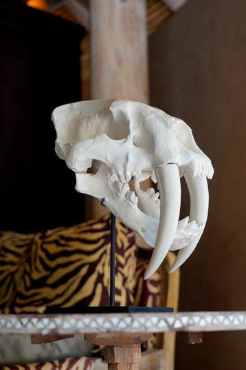 Sans prix de réserve - Une réplique de crâne de tigre à, Antiquités & Art